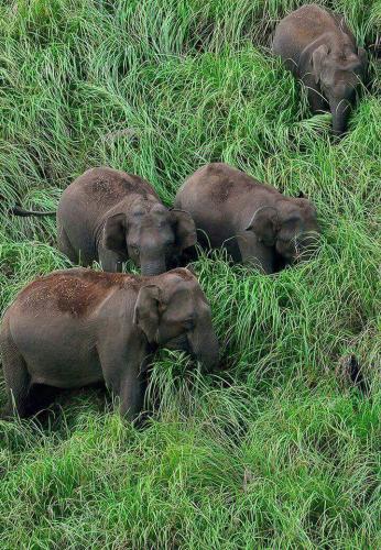 Periyar , gavi Jungle Safari