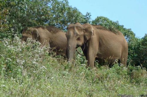 Periyar , gavi Jungle Safari